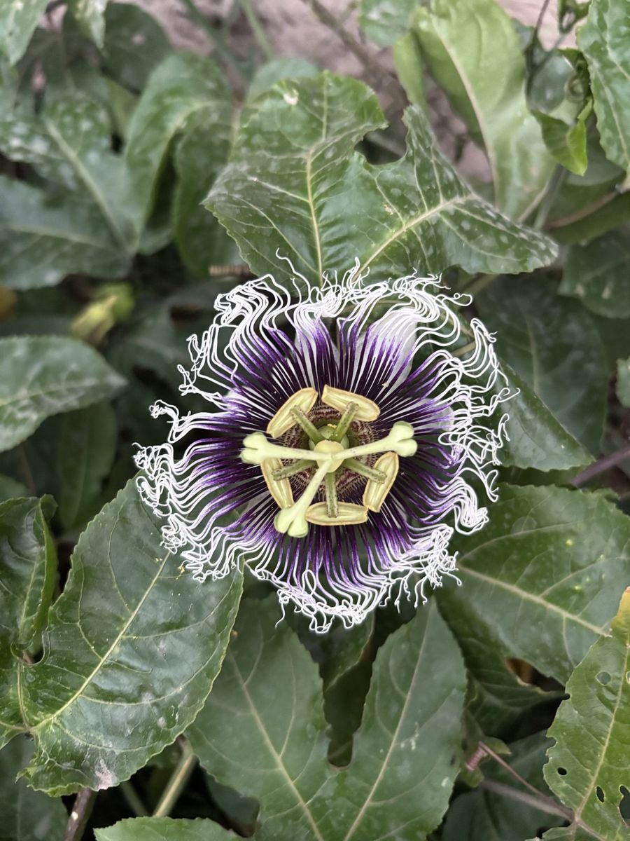 Flor de maracuyá del jardín